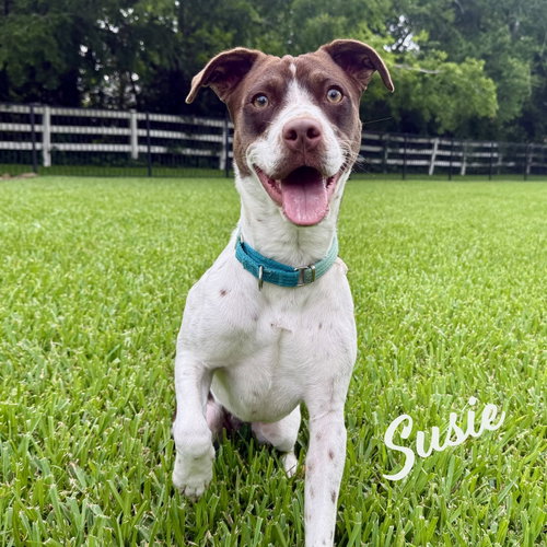 Susie #lovebug-extraordinaire, an adoptable Spaniel in HOUSTON, TX