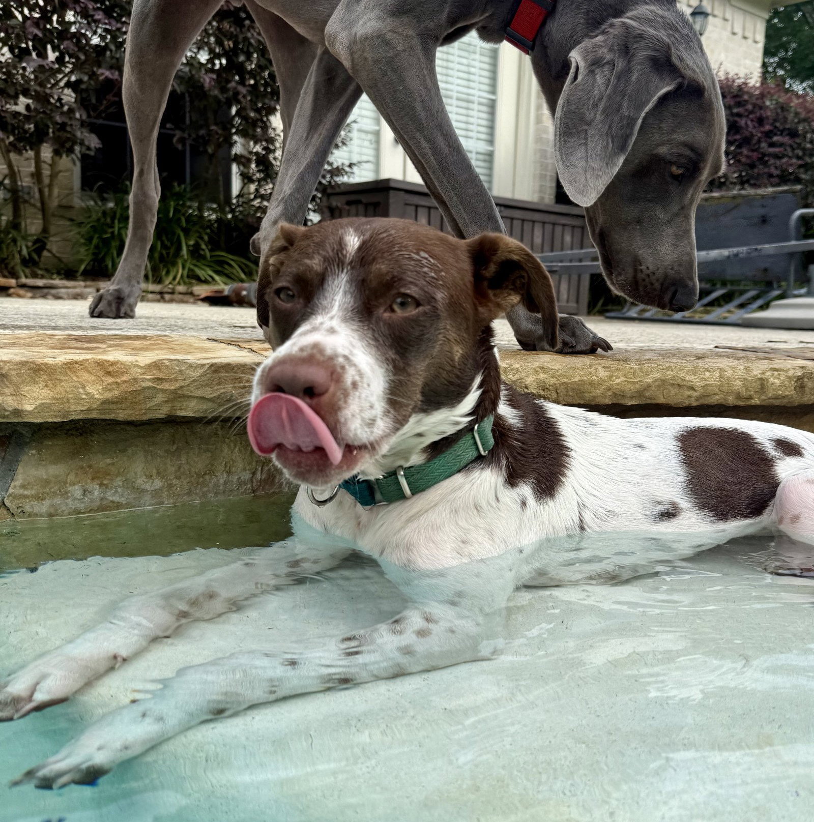Susie #lovebug-extraordinaire, photo 3