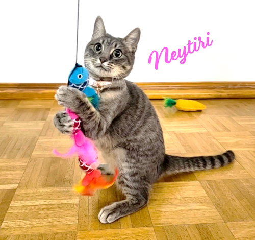 Neytiri #warrior-princess, Young Tabby / Domestic Short Hair / Mixed (short coat), cat for adoption in Friendswood, Texas