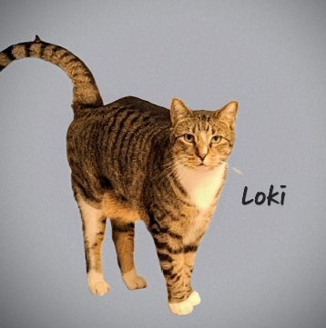 Loki #dont-forget-me, Adult Tabby / Mixed (short coat), cat for adoption in Friendswood, Texas