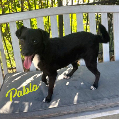 picture of the dog needing adoption