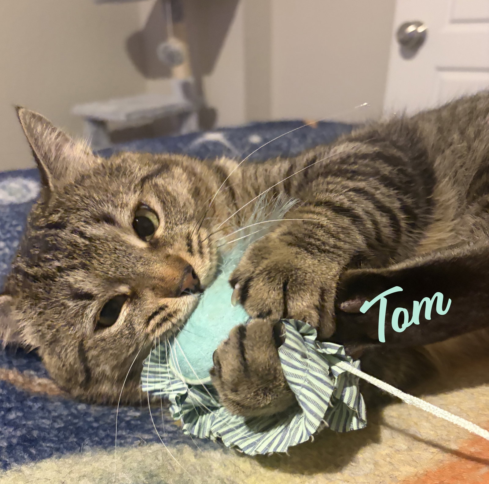 Tom #meowy-wowwy Image