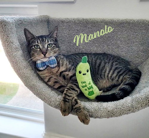 Manolo #melts-in-your-arms, Young Tabby / Domestic Short Hair / Mixed (short coat), cat for adoption in Friendswood, Texas