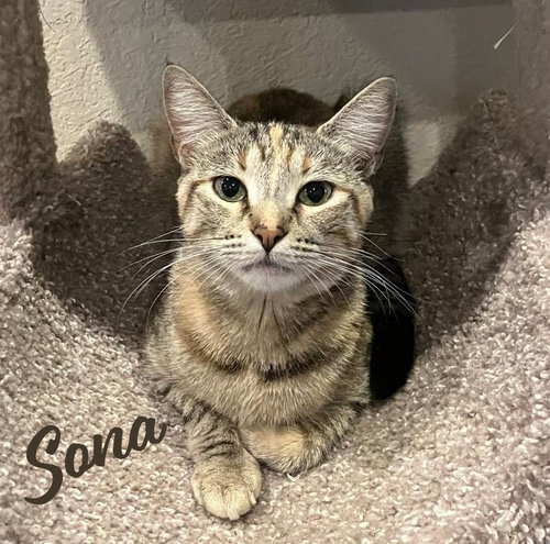 Sona #nose-kisser, Baby Torbie / Mixed (short coat), cat for adoption in Friendswood, Texas
