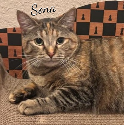 Sona #lap-cat, a cat for adoption from HOMELESS & ORPHANED PETS ENDEAVOR
