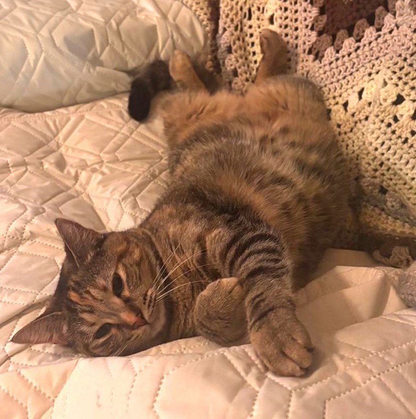 Sona #lap-cat, photo 2