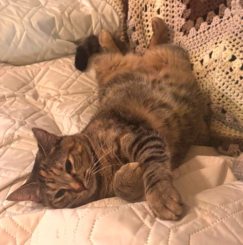 Photo 2 of Sona #lap-cat