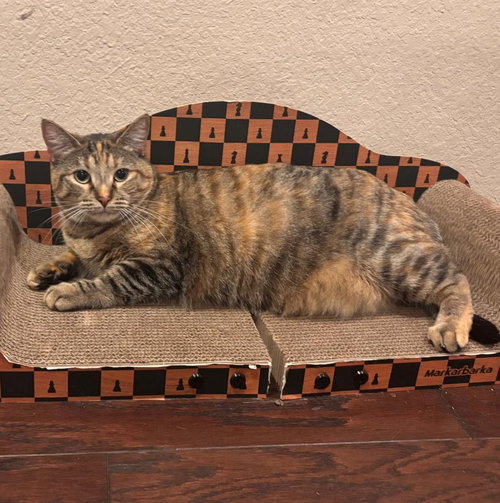 Photo 4 of Sona #lap-cat