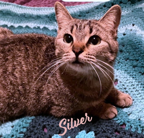 Silver #cuddle-queen, Baby Tabby / Mixed (short coat), cat for adoption in Friendswood, Texas