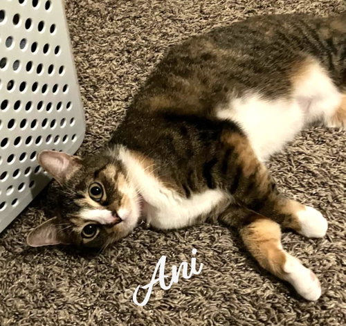 Ani #super-friendly, Young Calico / Torbie / Mixed (short coat), cat for adoption in Friendswood, Texas
