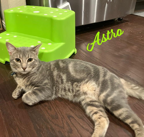 Astro #mr-congeniality, Baby Tabby / Mixed (short coat), cat for adoption in Friendswood, Texas