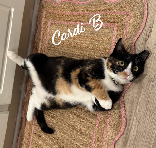 picture of the cat needing adoption