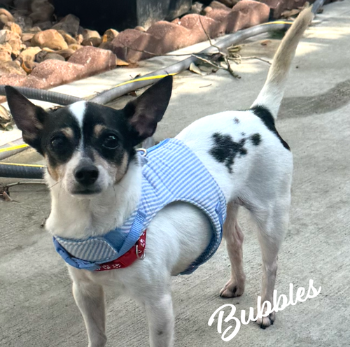 Bubbles #runs-like-the-wind, an adoptable Chihuahua in HOUSTON, TX