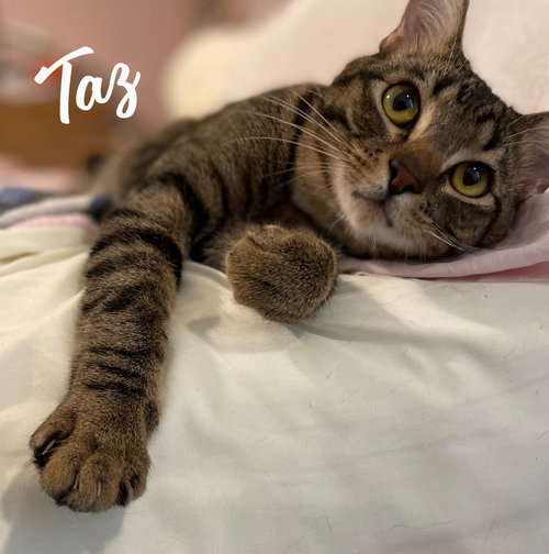 Taz #antique-mall-litter, Baby Tabby / Mixed (short coat), cat for adoption in Friendswood, Texas