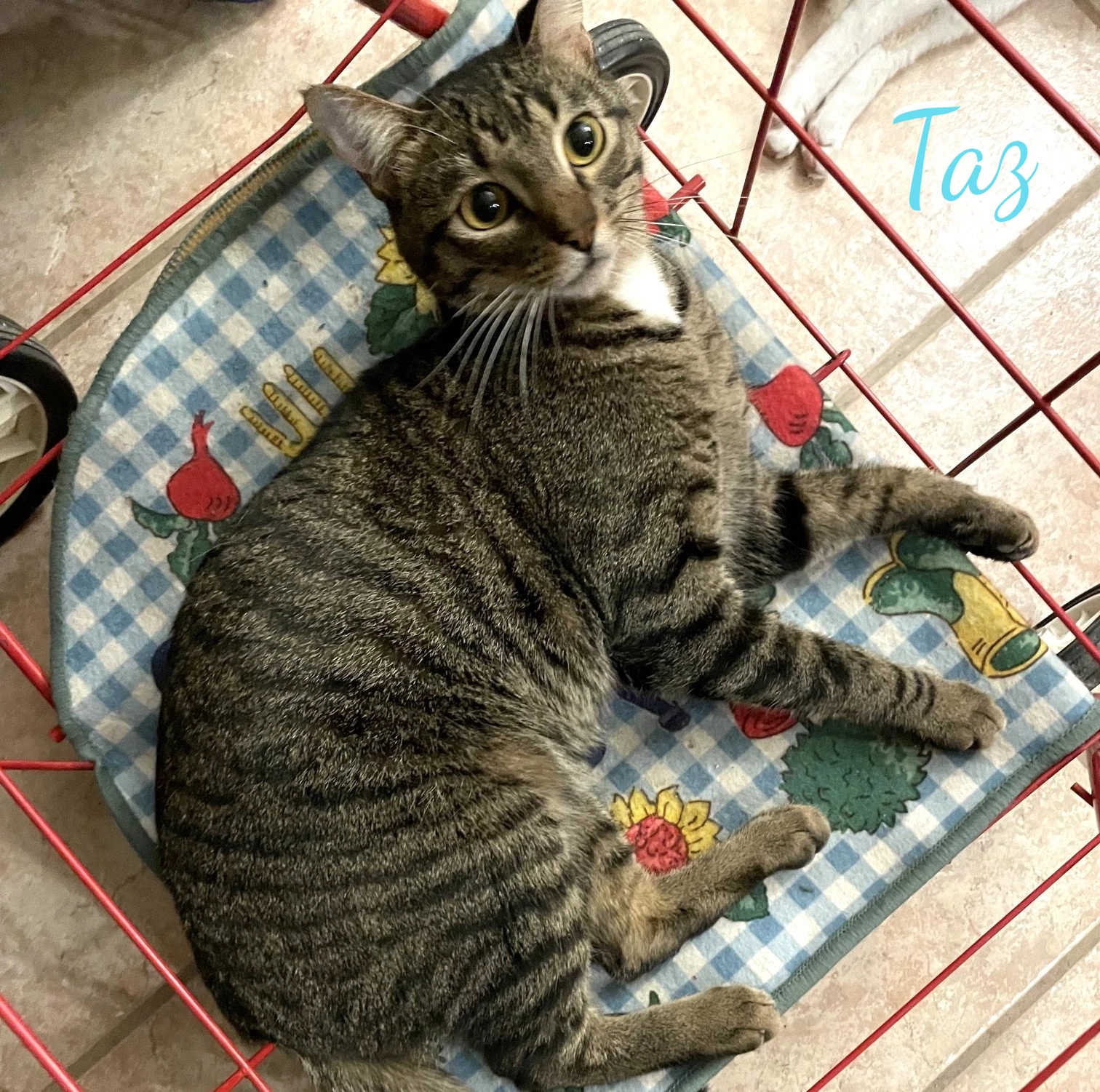 Taz Antique-Mall-Litter