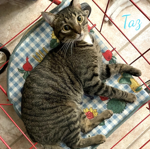 Taz #antique-mall-litter, a cat for adoption from HOMELESS & ORPHANED PETS ENDEAVOR