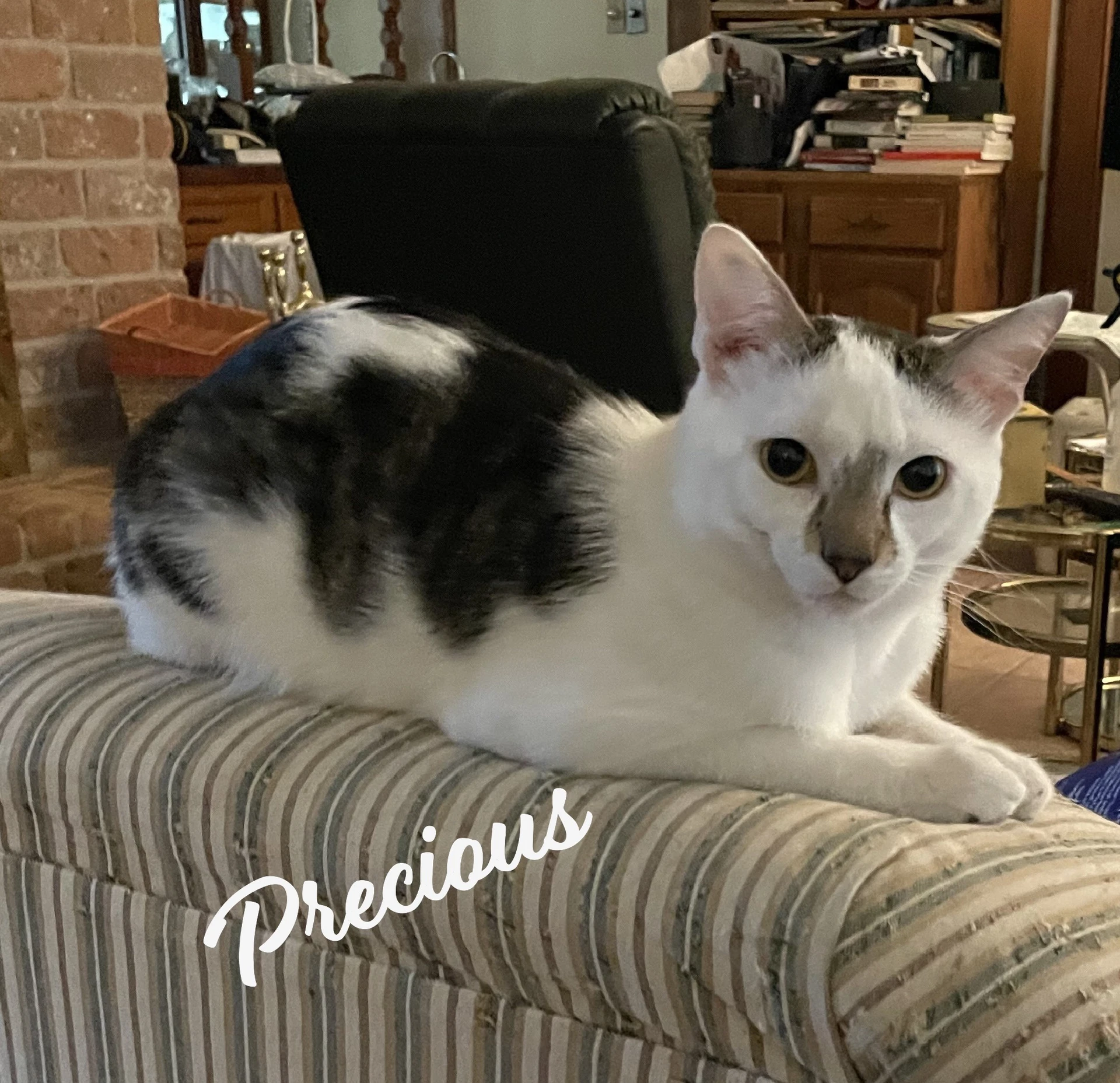 Precious Antique-Mall-Litter