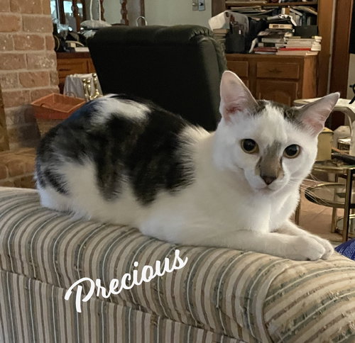 Precious #antique-mall-litter, Baby Domestic Short Hair / Mixed (short coat), cat for adoption in Friendswood, Texas