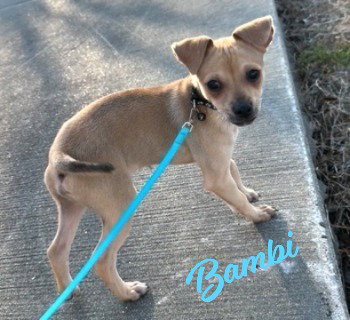 Bambi #brother-of-Lucita, an adoptable Chihuahua in HOUSTON, TX