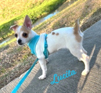 Lucita #sister-of-Bambi, an adoptable Chihuahua in HOUSTON, TX