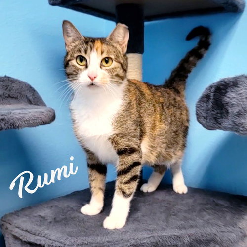 Rumi #furry-comforter, Young Calico / Tabby / Mixed (short coat), cat for adoption in Friendswood, Texas