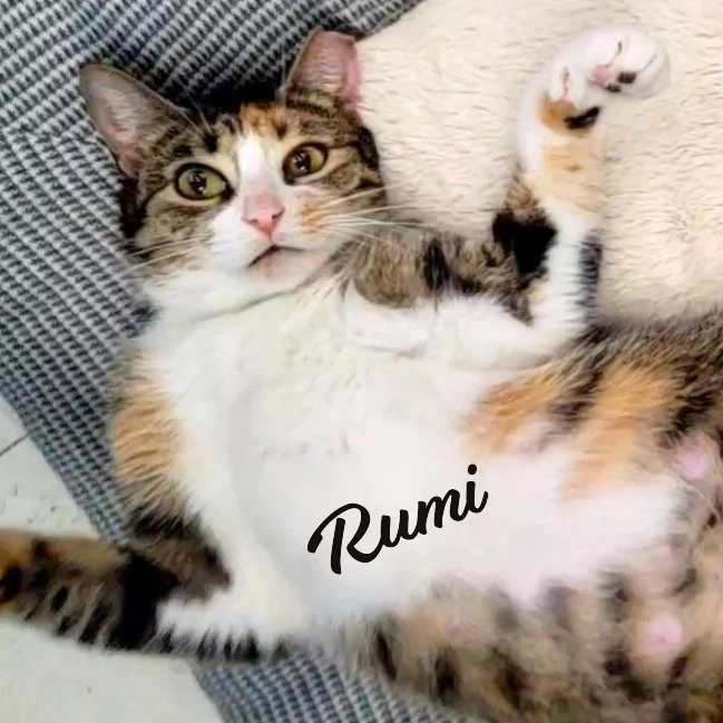 Rumi Furry-Comforter
