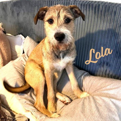 Lola #wanna-play?, an adoptable Schnauzer in HOUSTON, TX