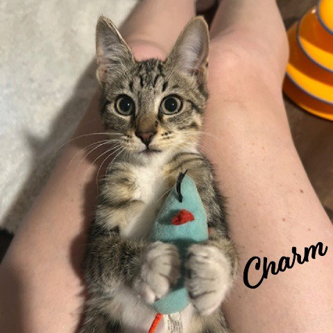 Charm #sister-of-Venus, Baby Tabby / Tuxedo / Mixed (short coat), cat for adoption in Friendswood, Texas