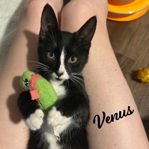 Venus #sister-of-Charm, Baby Tuxedo / Mixed (short coat), cat for adoption in Friendswood, Texas