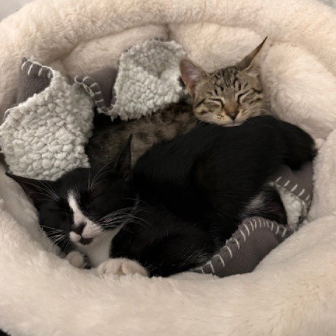 Photo 4 of Venus #sister-of-Charm