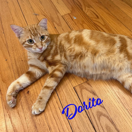 picture of the cat needing adoption