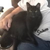 Salem #mr-schoomzer - Photo 2