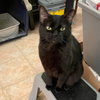 Salem #mr-schoomzer - Photo 4