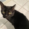 Salem #mr-schoomzer - Photo 5