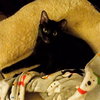 Salem #mr-schoomzer - Photo 3