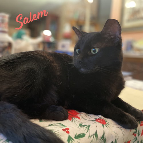 Salem #mr-schoomzer, Adult Bombay / Mixed (short coat), cat for adoption in Friendswood, Texas