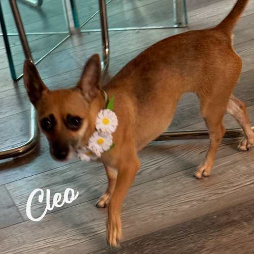 Cleo #cuddly-purse-dog, an adoptable Chihuahua in HOUSTON, TX