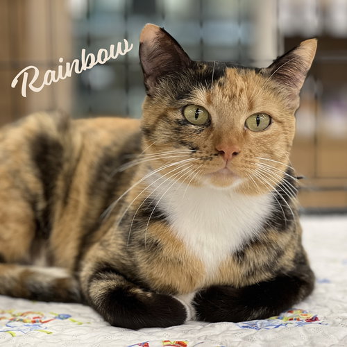 Rainbow #tuxedo-tortie, an adoptable Tortoiseshell in HOUSTON, TX