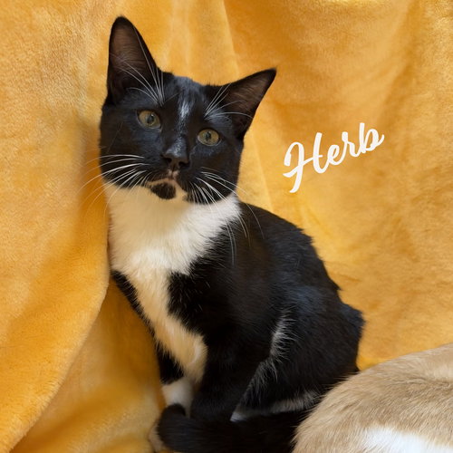 Herb #brother-of-Clementine, an adoptable Tuxedo in HOUSTON, TX