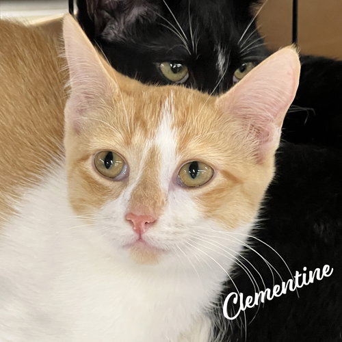 Clementine #sister-of-Herb, Baby Tabby / Domestic Short Hair / Mixed (short coat), cat for adoption in Friendswood, Texas