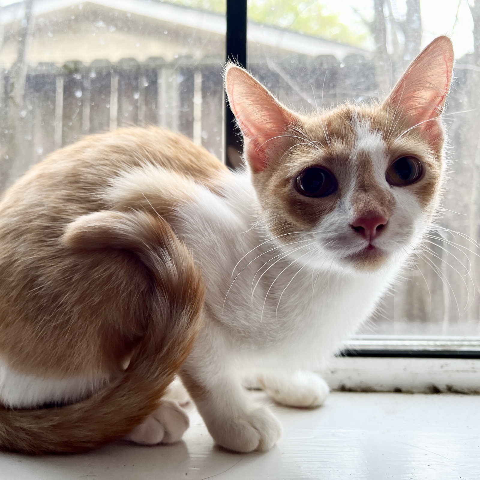 Clementine #sister-of-Herb, photo 2