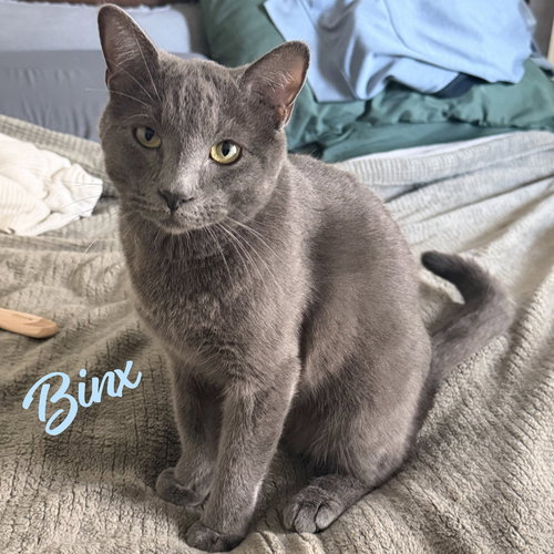 Binx #snuggler, an adoptable Russian Blue in HOUSTON, TX