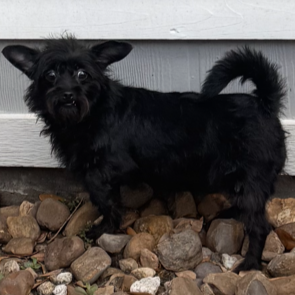 Inky #snaggletoothed-sweetie photo 3