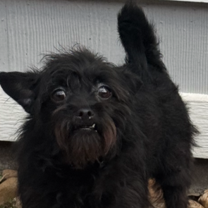 Inky #snaggletoothed-sweetie photo 2