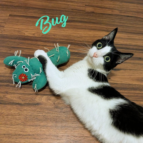 Bug #cuddle-queen, Adult Tuxedo / Domestic Short Hair / Mixed (short coat), cat for adoption in Friendswood, Texas