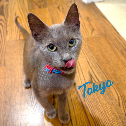Tokyo #purrfect-sushi-roll