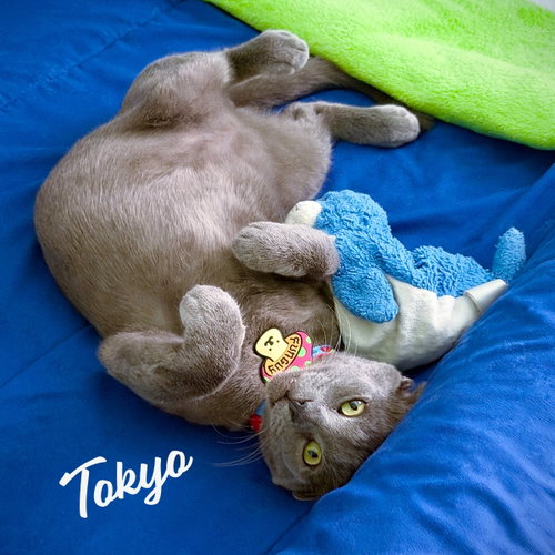 Tokyo #purrfect-sushi-roll, an adoptable Russian Blue in HOUSTON, TX