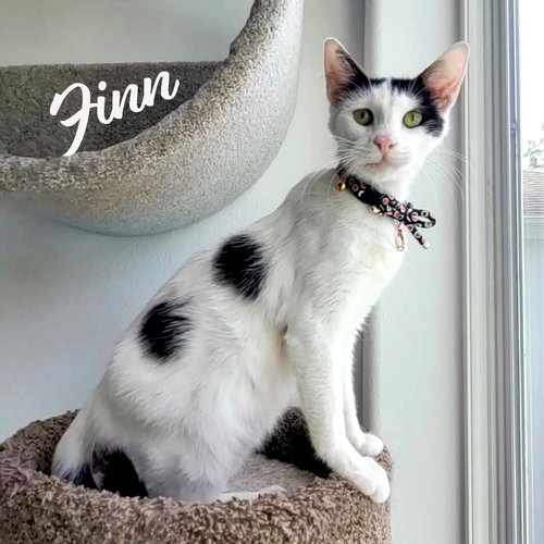 Finn #nose-kisser, Baby Turkish Van / Domestic Short Hair / Mixed (short coat), cat for adoption in Friendswood, Texas
