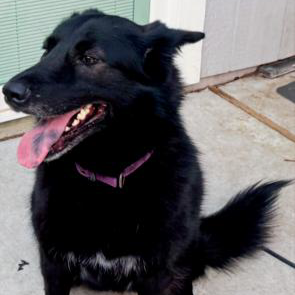 Isha #loyal-lassie