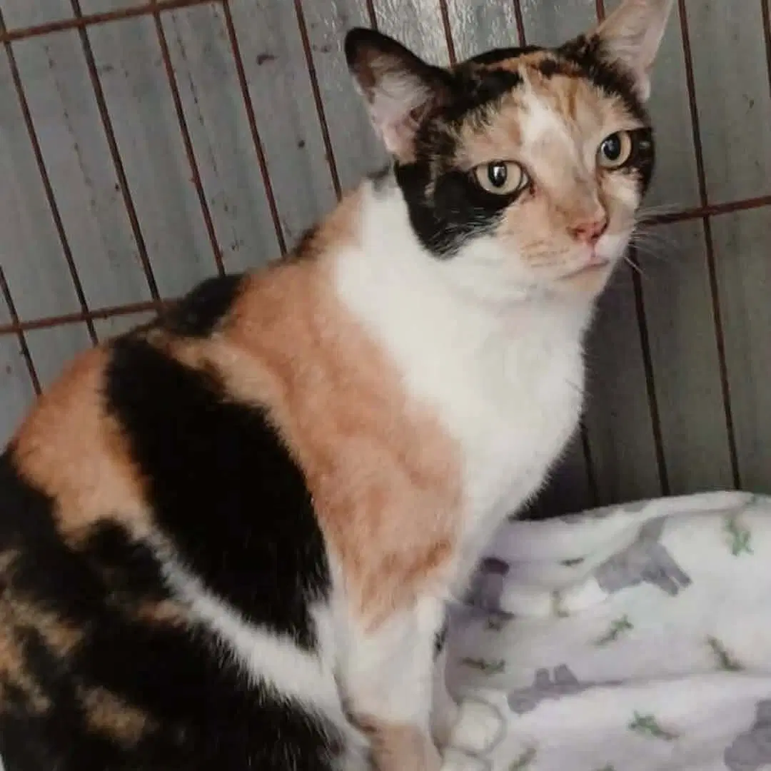 Prudence Striking-Calico image 3